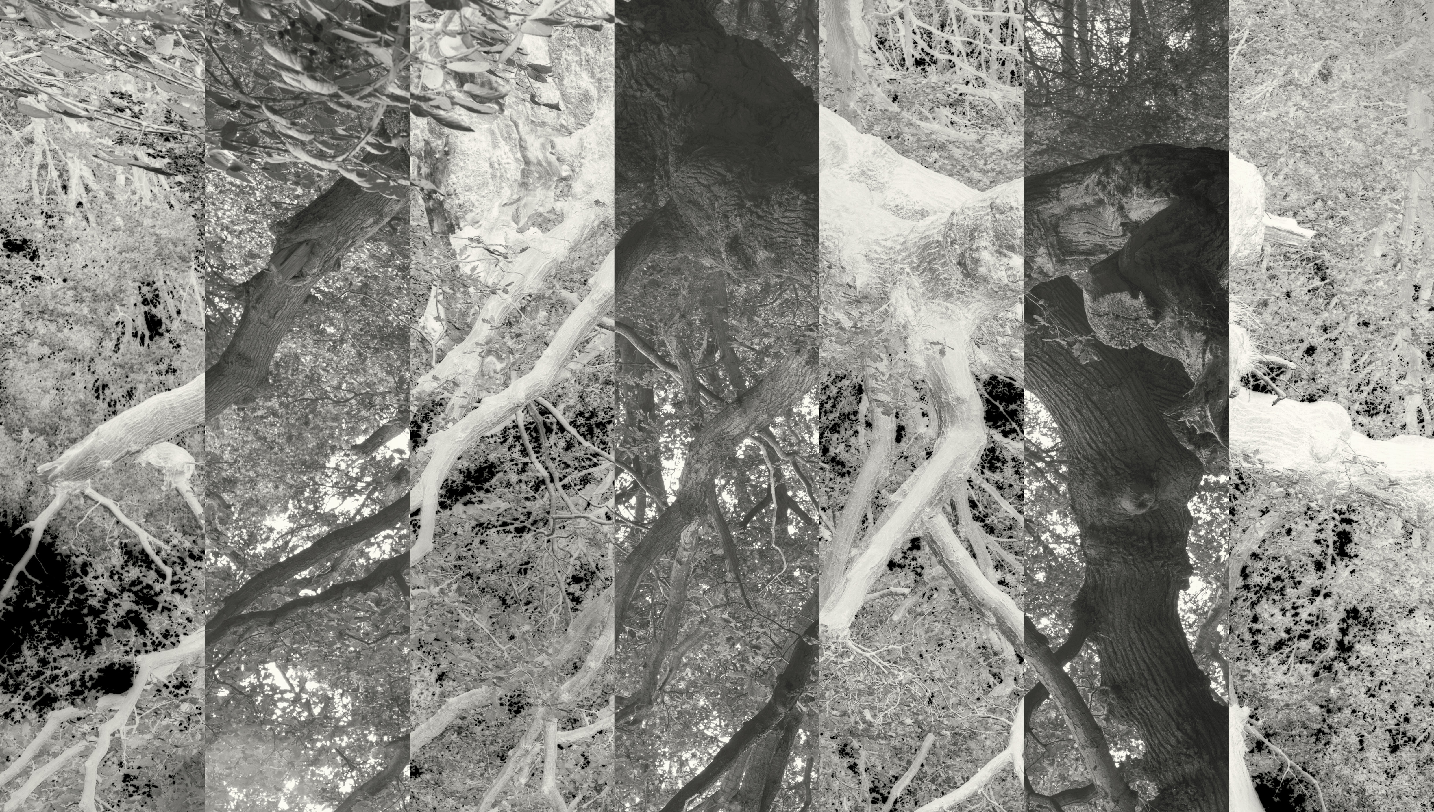 SPSL_Score for Voices_2019